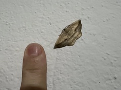 Lepidoptera