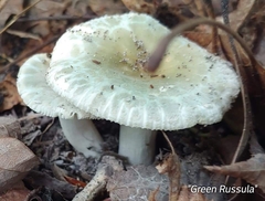 Virescentinae
