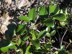 Psydrax odorata