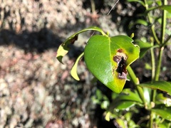 Psydrax odorata