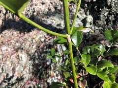 Psydrax odorata