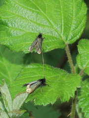 Adelidae