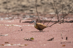 Actophilornis africanus