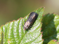 Adelidae