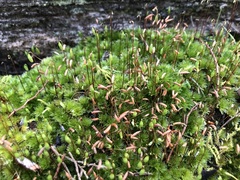 Rosulabryum