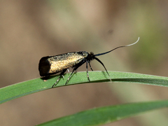 Adelidae