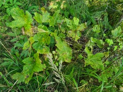 Heracleum dissectum