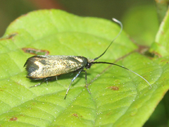 Adelidae