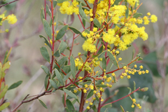 Acacia buxifolia
