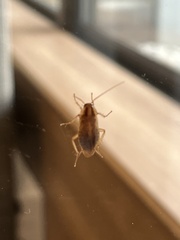 Blattella