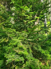 Clematis alpina sibirica