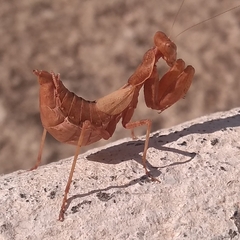 Ameles spallanzania