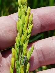 Oryza sativa