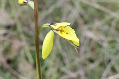 Diuris chryseopsis