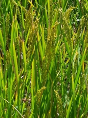 Oryza sativa