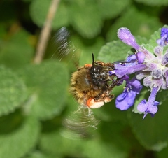 Anthophora plumipes