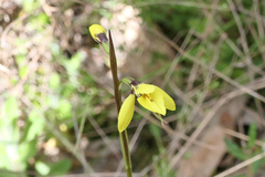 Diuris chryseopsis