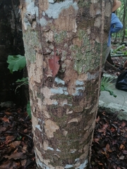 Metopium brownei