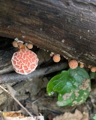 Rhodotus palmatus