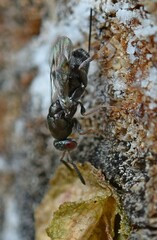 Monodontomerus aeneus