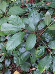 Aglaia rimosa