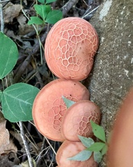 Rhodotus palmatus