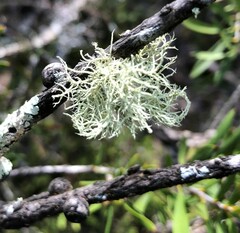 Usnea inermis