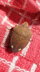 Solenosthedium bilunatum