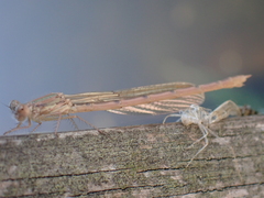 Sympecma fusca