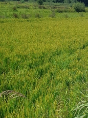 Oryza sativa