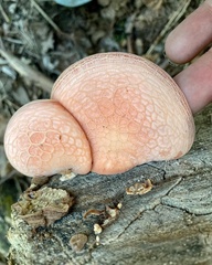 Rhodotus palmatus