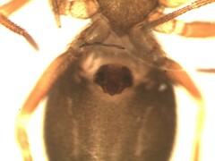 Microneta viaria