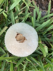 Lycoperdon marginatum