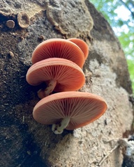 Rhodotus palmatus