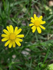 Senecio inaequidens