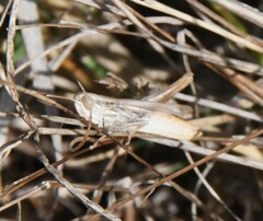 Acrididae