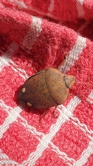 Solenosthedium bilunatum