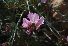 Convolvulus oleifolius