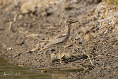 Burhinus senegalensis