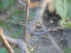 Frontinellina frutetorum