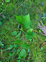 Parasenecio hastatus