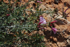 Convolvulus oleifolius