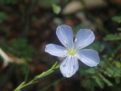 Linum lewisii