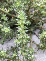 Salsola kali