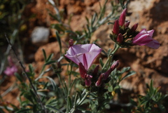 Convolvulus oleifolius