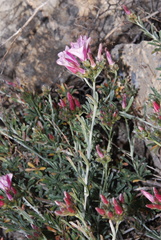 Convolvulus oleifolius