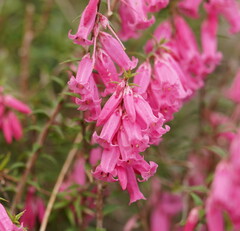 Epacris impressa