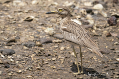 Burhinus senegalensis