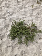 Salsola kali