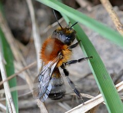 Osmia parietina